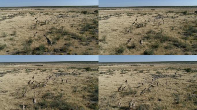 4k航拍变焦镜头中的一群长颈鹿和他们的孩子在纳米比亚北部的稀树草原上散步