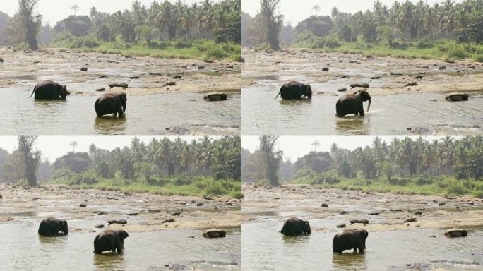 MS大象涉水，在水中沐浴，斯里兰卡