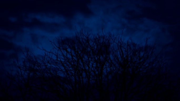 晚上光秃秃的树顶，乌云密布