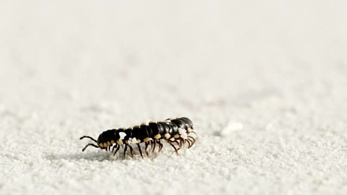 铜沙蜈蚣在马尔代夫白色沙滩上放松和散步