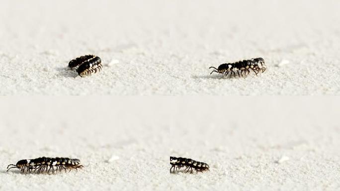 铜沙蜈蚣在马尔代夫白色沙滩上放松和散步