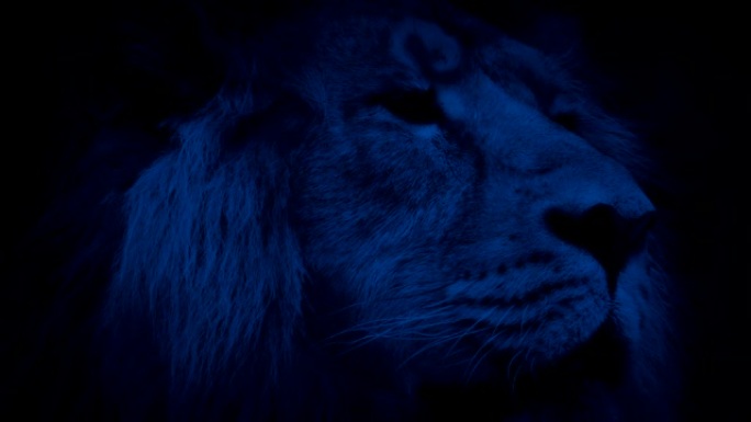 大狮子在晚上四处张望