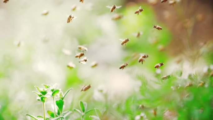蜂群的慢动作，蜜蜂在蜂箱周围飞行