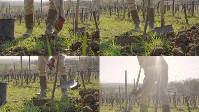 CU至MS男性农民在阳光明媚的乡村山坡上种植果树并填充泥土孔