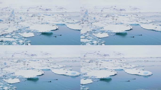 WS人在冰冷的海洋中游泳，冰岛