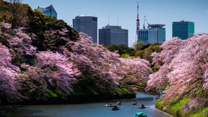 日本东京樱花樱花，延时运动