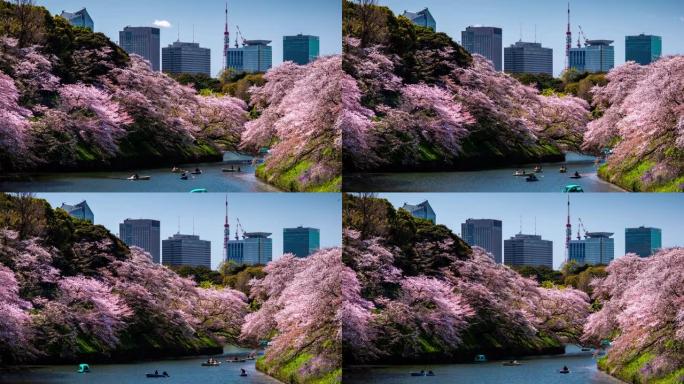 日本东京樱花樱花，延时运动