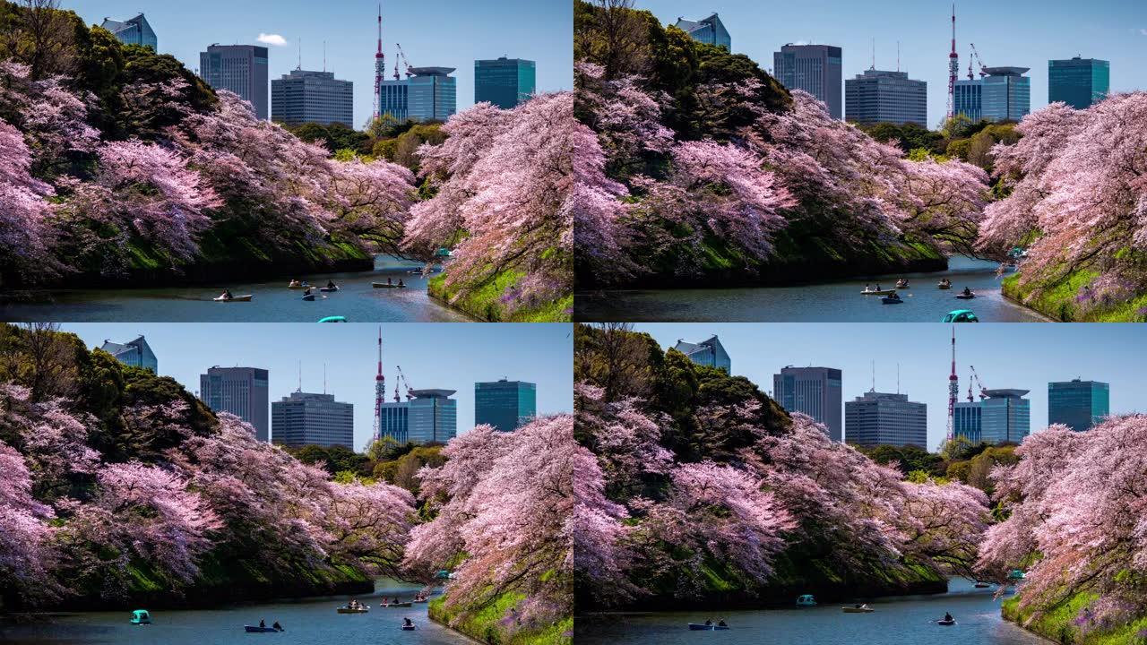 日本东京樱花樱花，延时运动