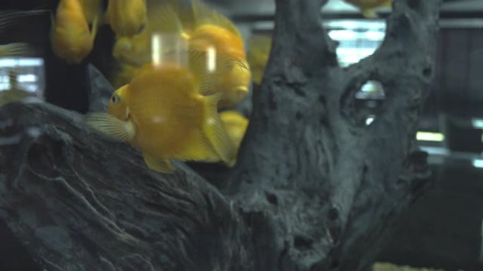 大缸上的黄色海鱼
