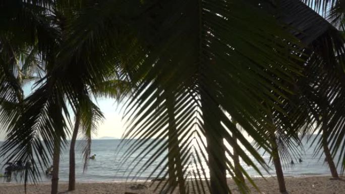 淘射 -- 热带海滩上的椰子树
