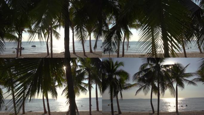 淘射 -- 热带海滩上的椰子树