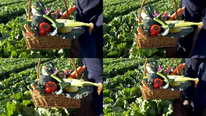 一位女农民拿着一篮子新鲜采摘的蔬菜走过菜地的特写镜头