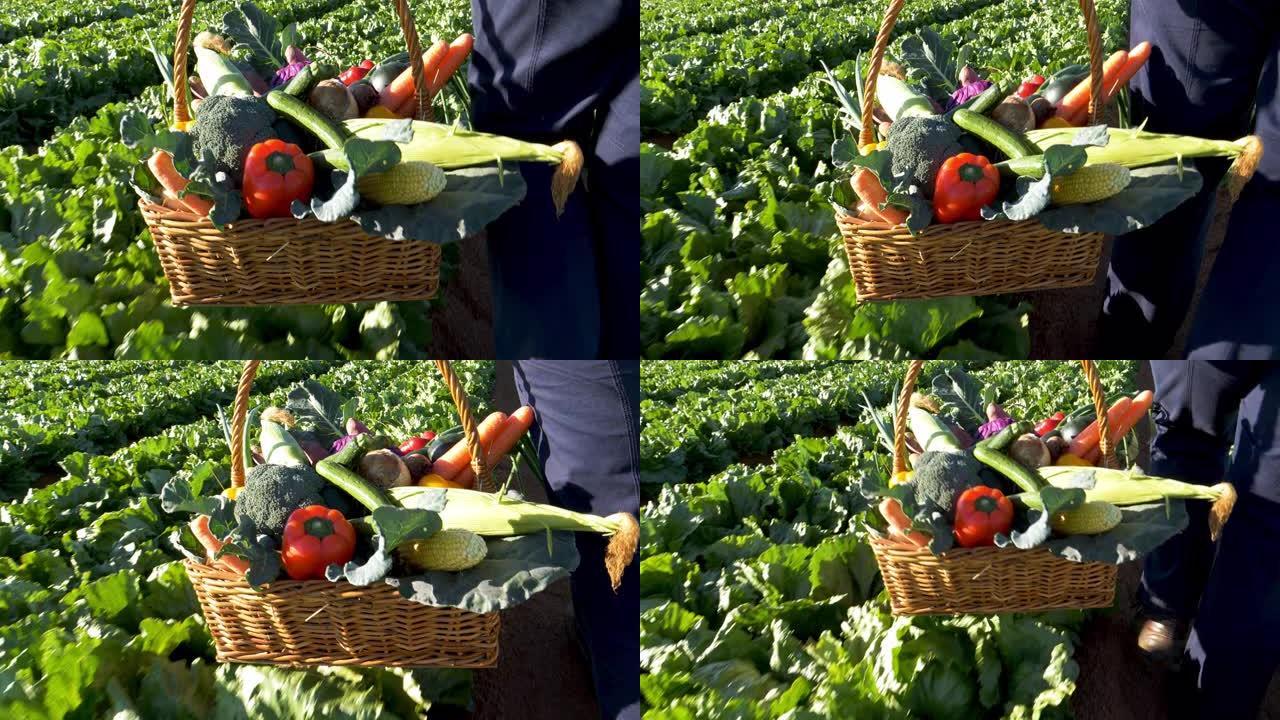 一位女农民拿着一篮子新鲜采摘的蔬菜走过菜地的特写镜头