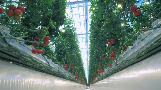 许多番茄植物生长在一个温室里。