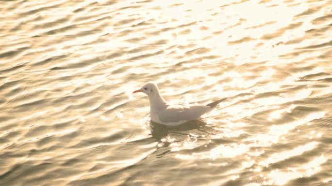 橙色温暖的阳光在河里的SLO MO海鸥