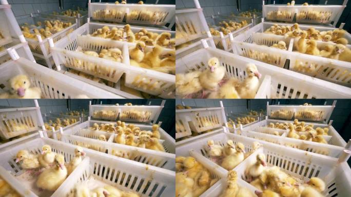 鸡舍设施有许多装满小鸭子的盒子