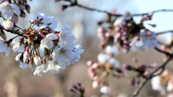 日本的春天樱花盛开