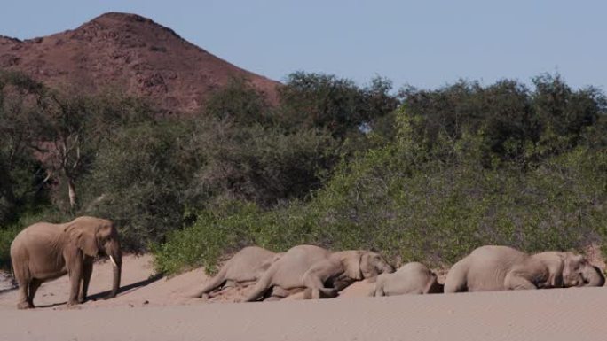 在纳米比亚纳米布沙漠的Hoanib山谷，四只沙漠大象躺在柔软的沙滩上睡觉的4k不寻常景象