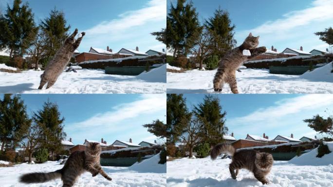 特写: 可爱的猫在飞向它的雪球上跳跃并伸出爪子