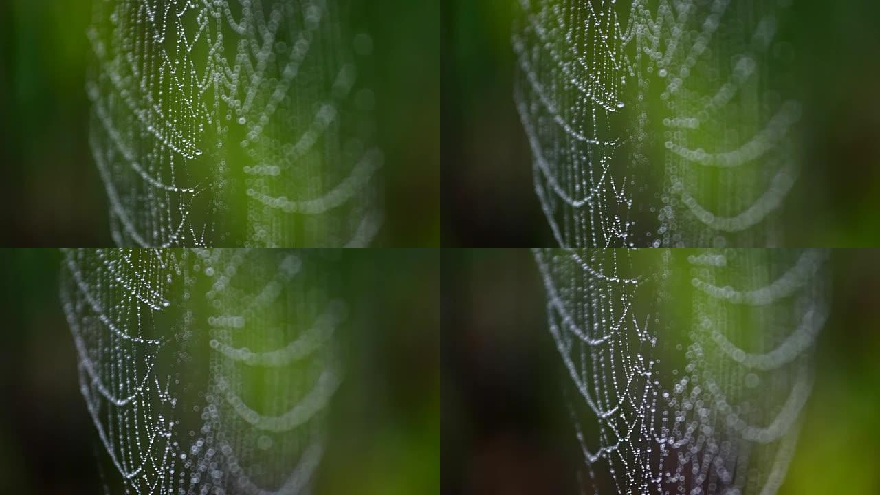 蜘蛛网中的露水特写展示微距实拍蛛网