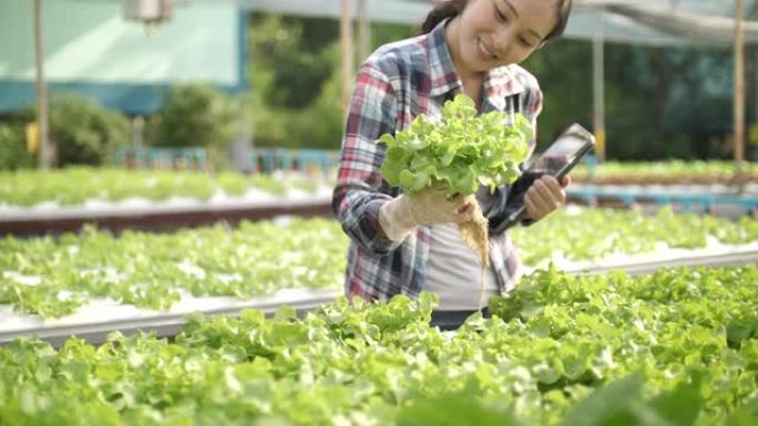 在水培农场使用数字平板电脑的女农民