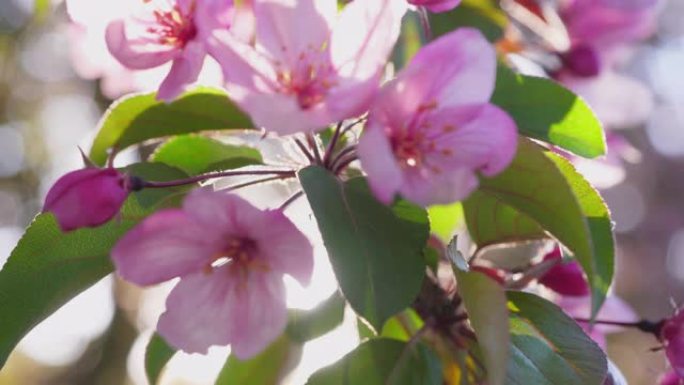 春天的苹果开花。桃花特写逆光桃花