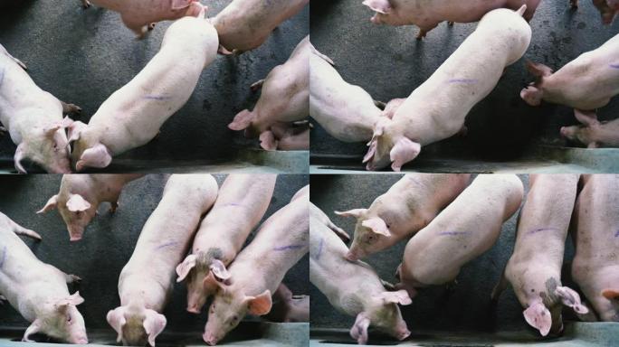 工厂养猪场、家畜和家畜概念的4k镜头场景组