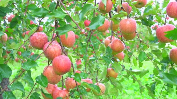 下雨天树上的新鲜苹果日本