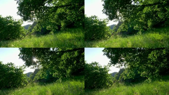 夏季概念: 绿色自然景观。明亮的阳光穿透树枝。绿色郁郁葱葱的植物区系在森林和草地的边界上。4K
