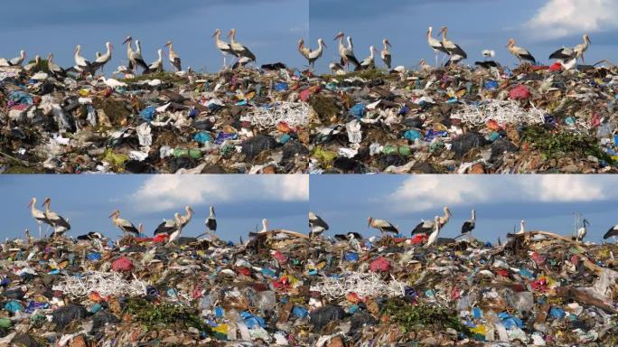 在垃圾填埋场清理食物的欧洲白鹳和牛白鹭的4k特写视图