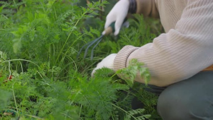 分配持有人的手检查绿色胡萝卜植物