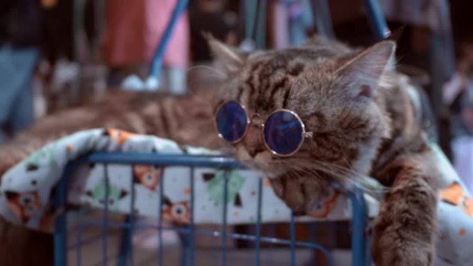 夜晚的臀部猫概念戴着墨镜小花猫酷酷的