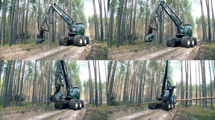 拖拉机在森林里砍树。