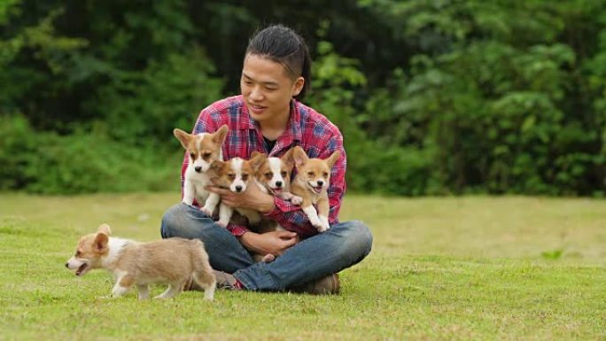 年轻的亚洲男子抱着五只Corgi幼犬，4k
