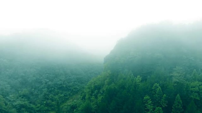 鸟瞰森林雾烟雾缭绕绿色森林天然氧吧