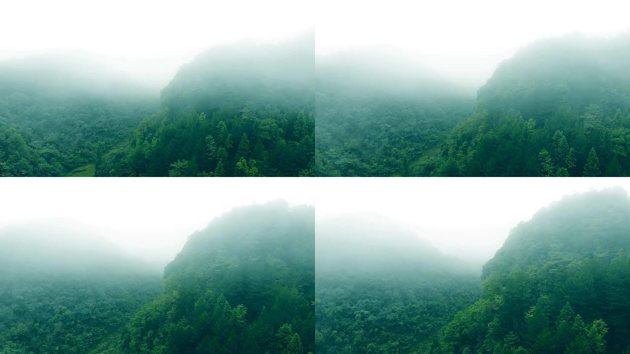鸟瞰森林雾烟雾缭绕绿色森林天然氧吧