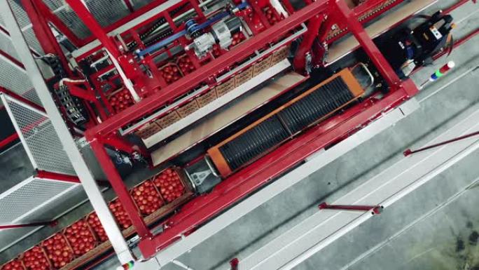 顶部视图中由输送机保持的西红柿运输过程