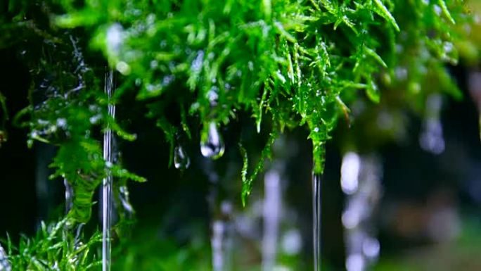 落水的绿色苔藓微距实拍特写展示水滴水流