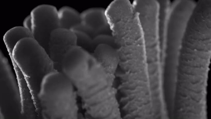 生长抽象微生物。真菌细菌显微镜