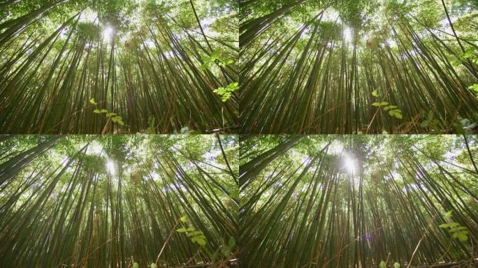 风景竹林用作可再生可持续能源的俯视图