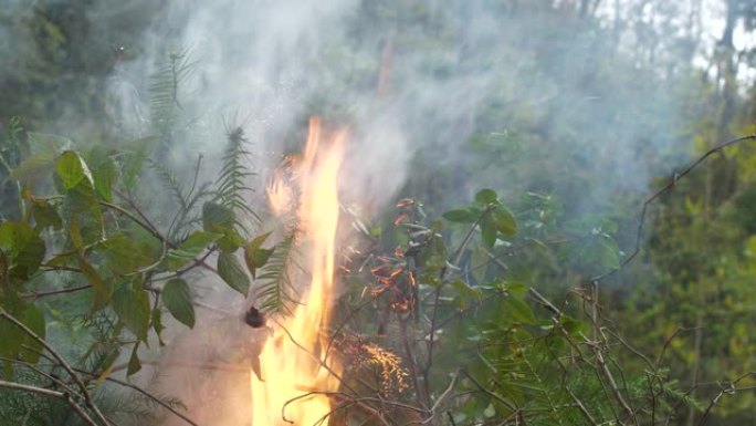 特写森林大火大山着火火势蔓延