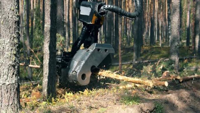 砍伐的松树正在被工业车辆砍伐。森林砍伐，森林砍伐概念。