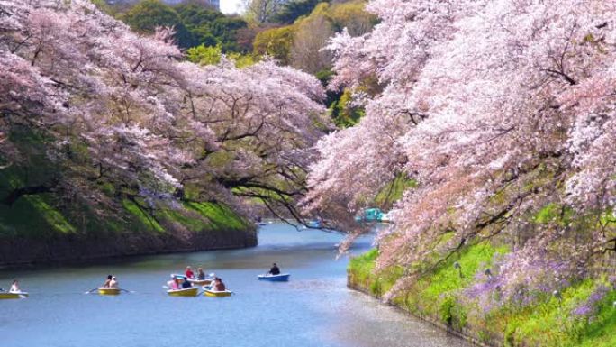 樱花花瓣落在日本东京的Chidorigafuchi公园公园，慢动作