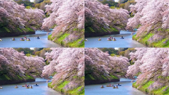 樱花花瓣落在日本东京的Chidorigafuchi公园公园，慢动作