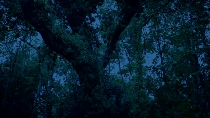 黄昏时树林里长满的大树