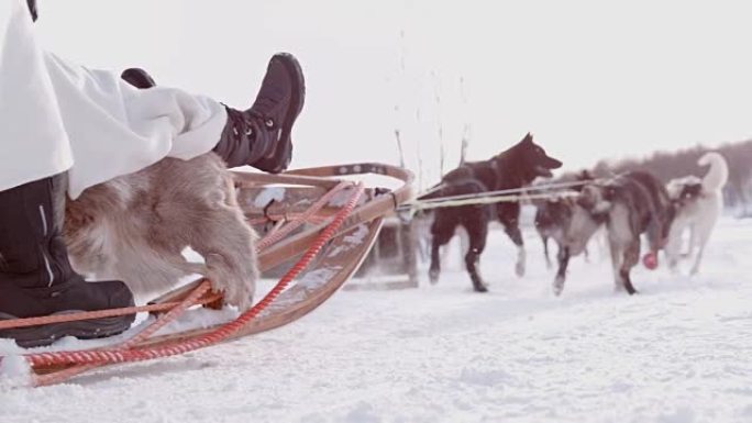SLO MO狗在雪地里雪橇
