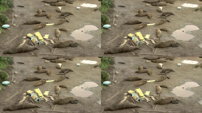 被污染的加利福尼亚海滩垃圾上的海狮