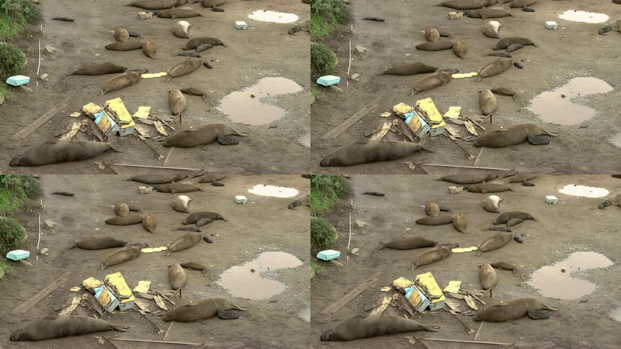 被污染的加利福尼亚海滩垃圾上的海狮
