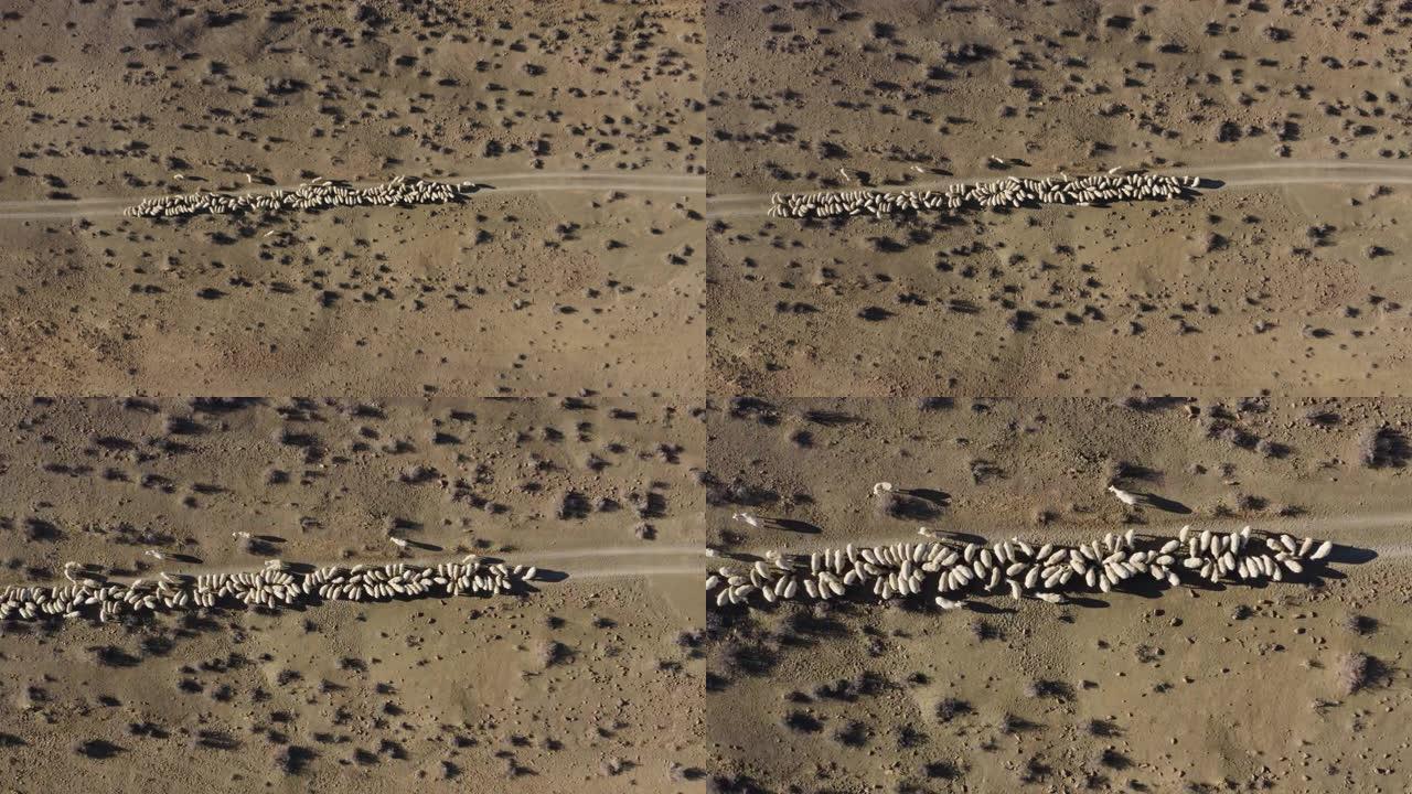 饥饿的绵羊在干燥的干旱景观中，以补充饲料为食，由于气候变化和全球变暖造成的干旱，这些饲料已经被淘汰