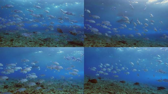 水下拍摄潜水员探索珊瑚礁墙的生动海洋生物。